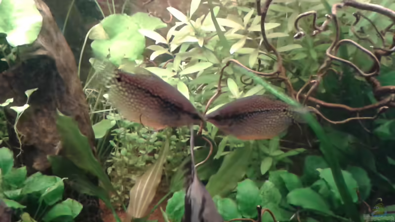 04.02.2016 Mosaikfadenfisch von Ele Meer (30)