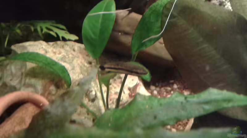 04.02.2016 Ohrgitterharnischwels von Ele Meer (20)