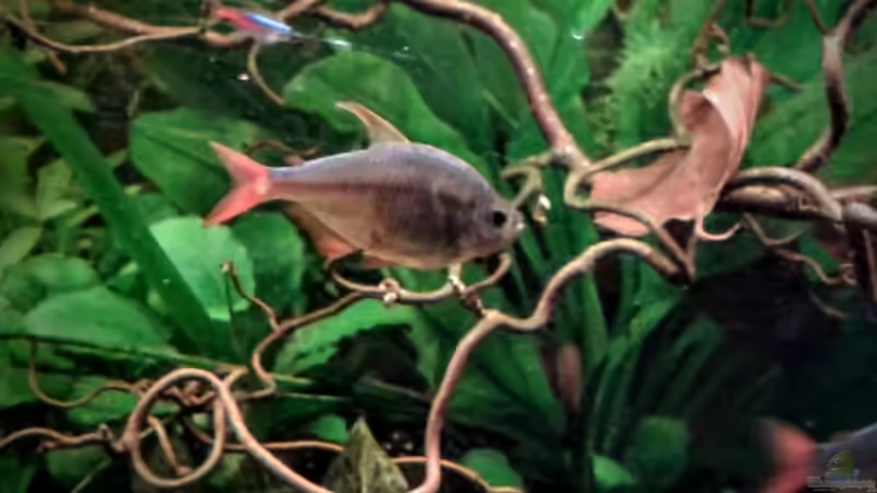 04.02.2016 Rot Blauer Kolumbianer von Ele Meer (25)