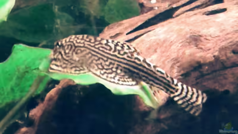 04.02.2016 Sewellia Lineolata von Ele Meer (22)