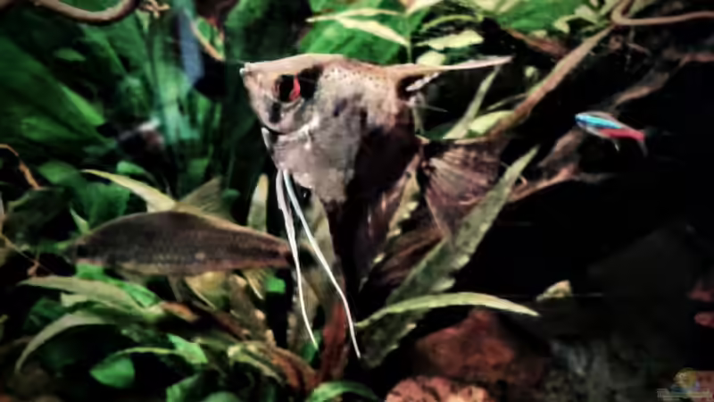 04.02.2016 Skalar Weibchen von Ele Meer (28)