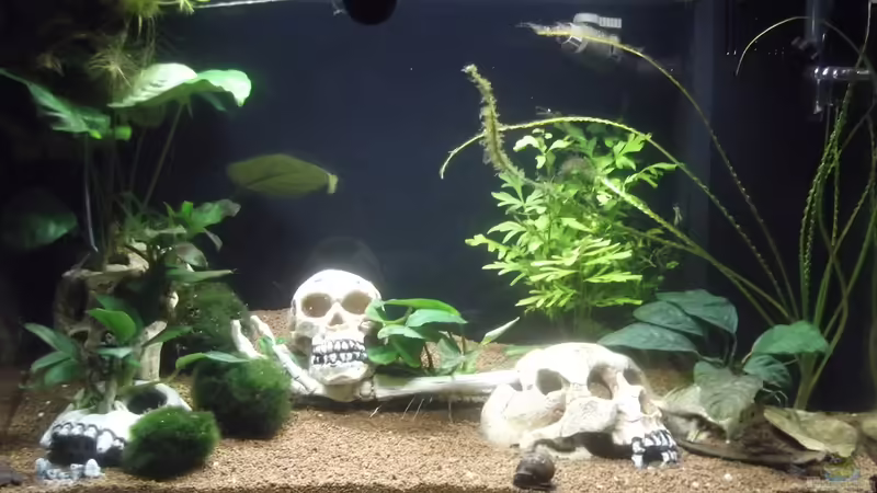 04.02.2016 von Aquaristricks (3)