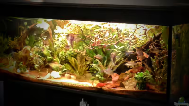 04.02.2016 von Ele Meer (6)