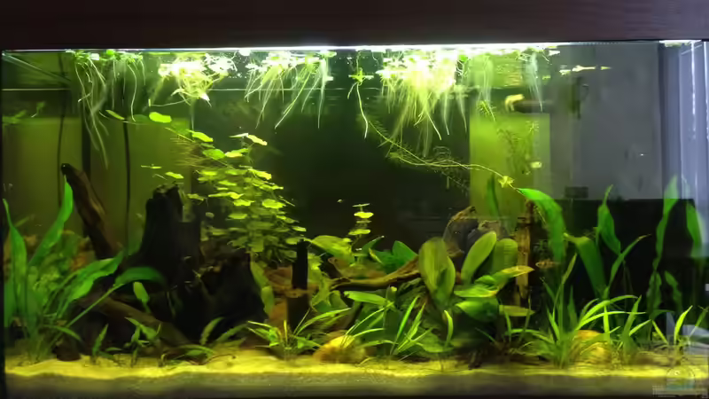 04.02.2017 von Yell0W (2)