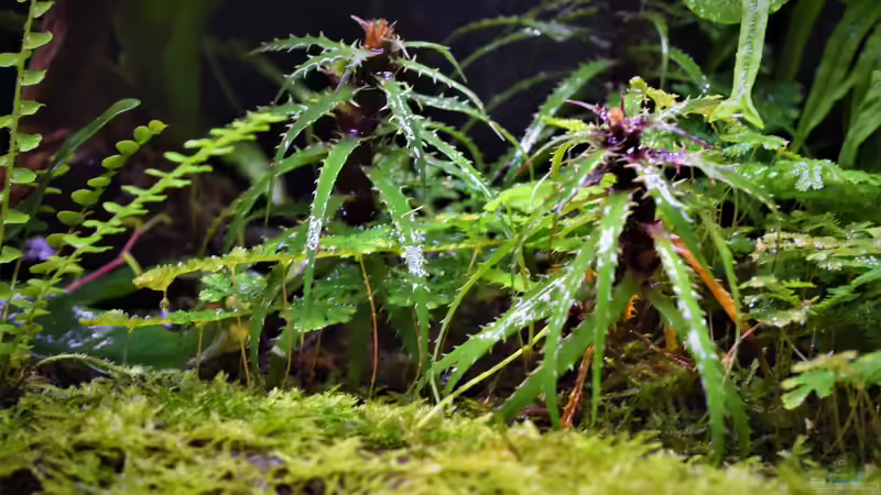 04.03.2020 von Junglist (46)