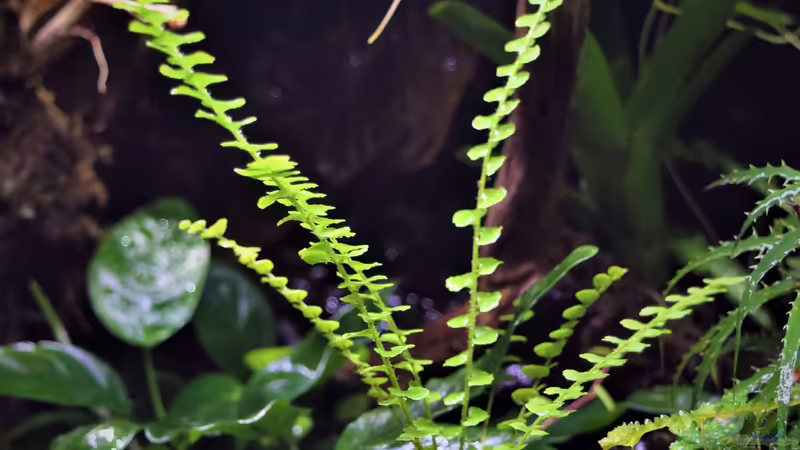 04.03.2020 von Junglist (48)