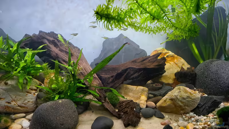 04.03.2025 von okefenokee (5)