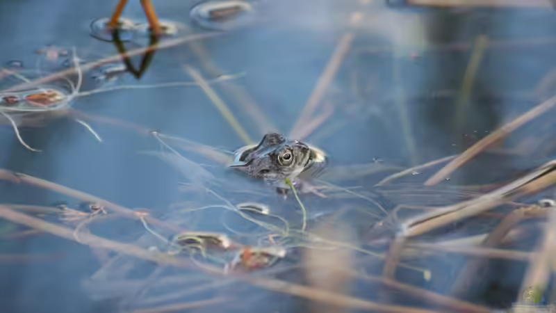 04.04.2015 erste Gäste am Teich von Susanne Axt (26)