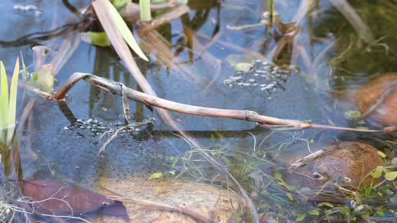 04.04.2015 mehrere große Laichballen von Grasfröschen von Susanne Axt (27)