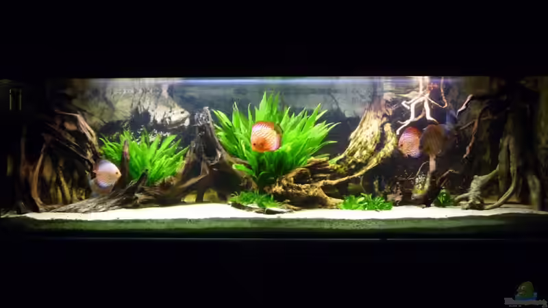 04.05.2011 von carkl (6)