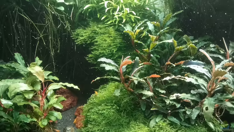 04.07.2023 von Mr-Shrimp (39)