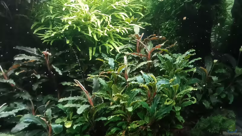 04.07.2023 von Mr-Shrimp (40)