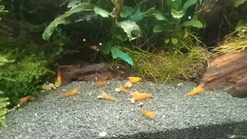 04.07.2023 von Mr-Shrimp (78)