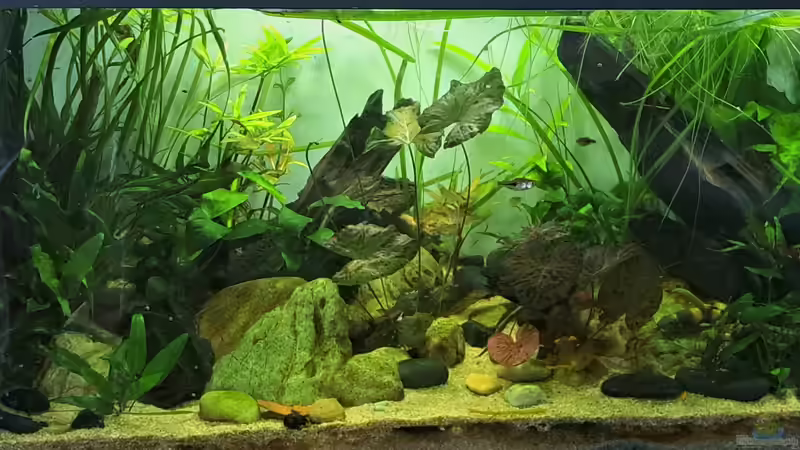 04.07.2023 von okefenokee (48)