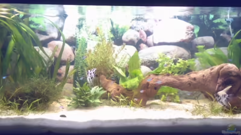 04.08.2008 von Thomas Höppner (6)