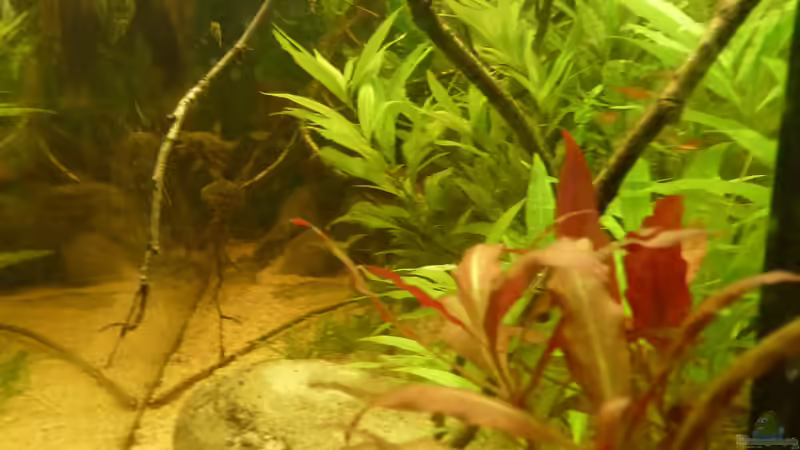 04.09.16 Seitenansicht von Leon St (4)