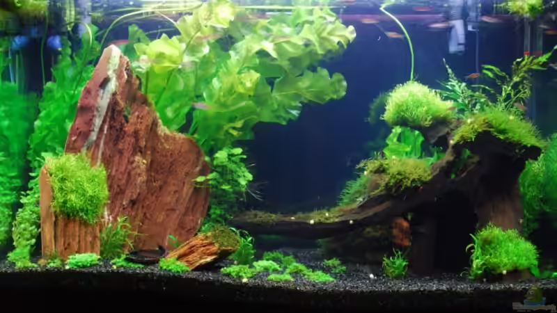 04.10.08 von Chili (3)