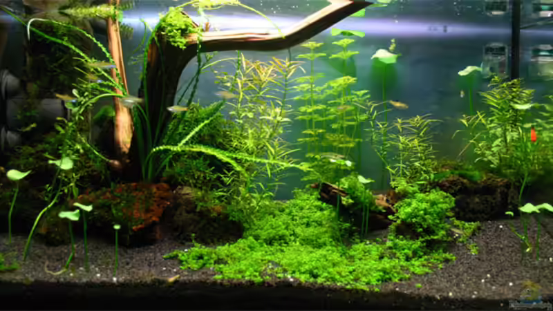 04.10.2007 von senf. (5)