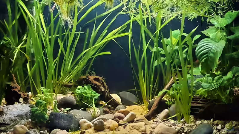 04.10.2021 von okefenokee (3)