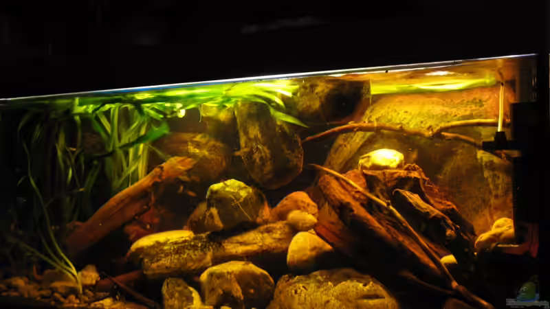 04.12.2013 mit neuer Mangrovenwurzel von der Theoretiker (45)