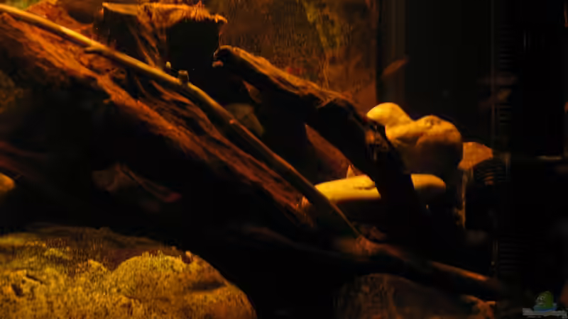 04.12.2013 neue Mangrovenwurzel im Detail von der Theoretiker (49)