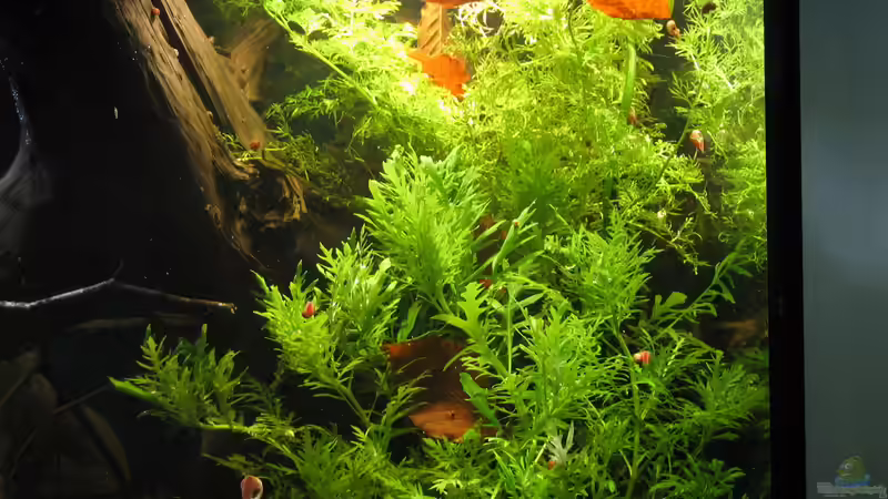 Ceratopteris thalictroides im Aquarium pflegen (Einrichtungsbeispiele für Feinblättriger Hornfarn)