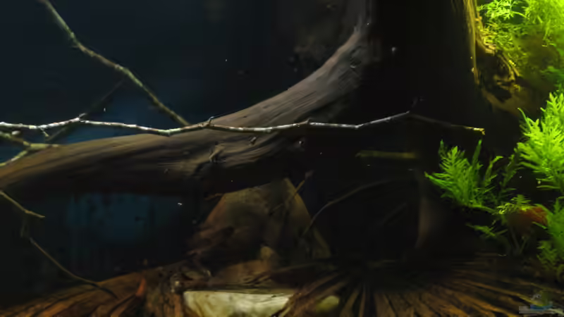 04.12.2017 Moorkienwurzel, Steine, Palmwedel, von der Theoretiker (32)