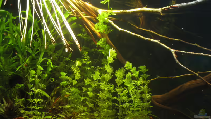 04.12.2017 von der Theoretiker (27)