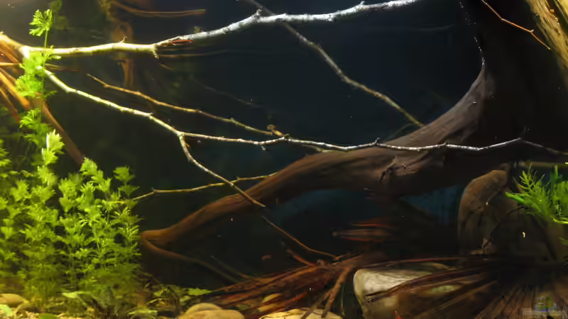 04.12.2017 von der Theoretiker (33)