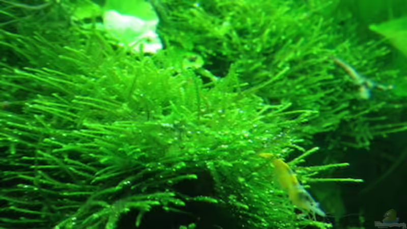 04/16 von frankHH (32)