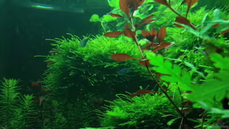 04/16 von frankHH (35)