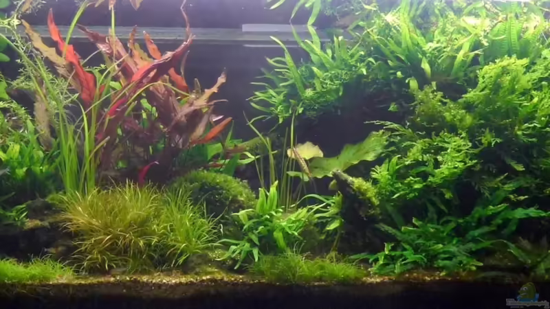 04/2013 von Torsten Franke (6)