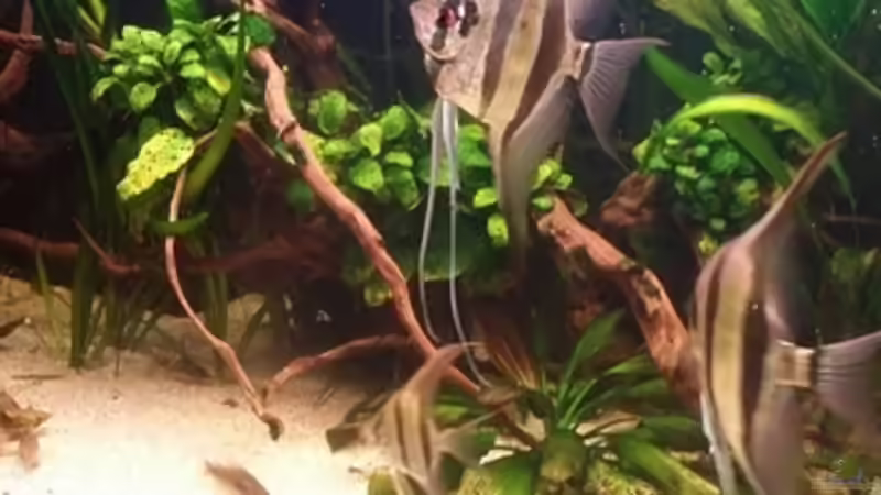 04.2015 von Dani B (19)