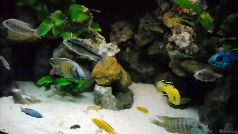 04.Februar von Herbert (40)