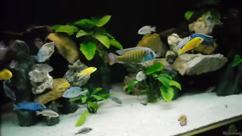 04.Februar von Herbert (42)