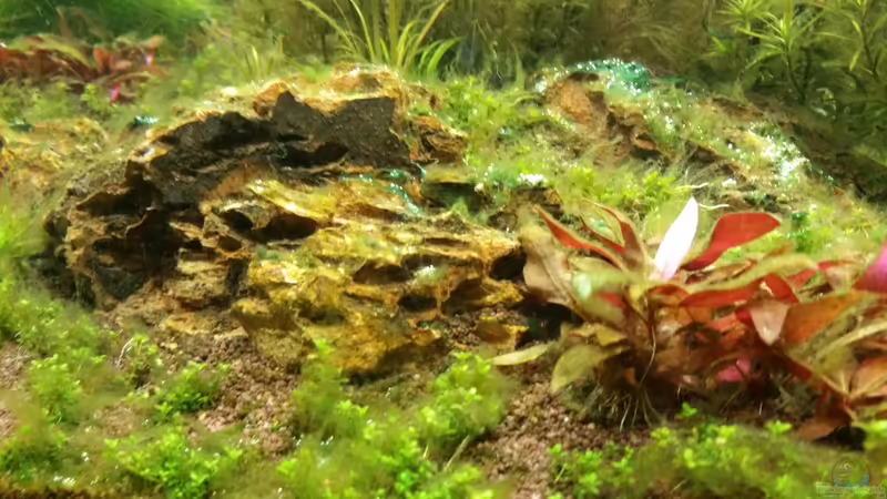 05.01.16 Algenplage von foxi (15)