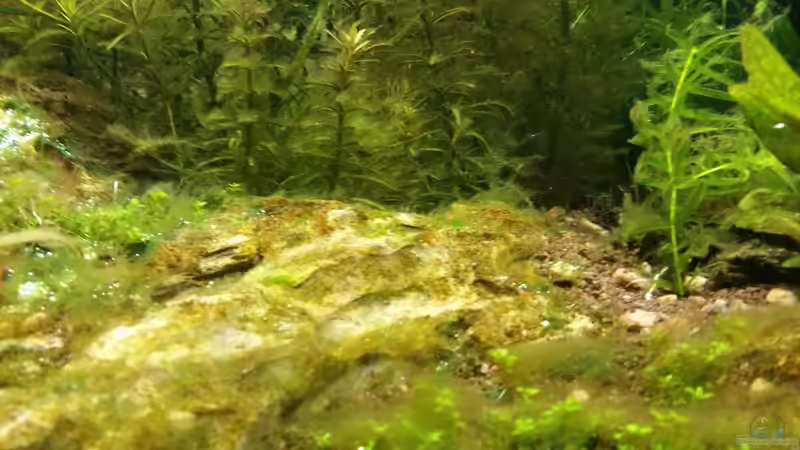 05.01.16 Algenplage von foxi (16)