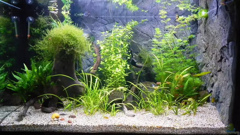 05.01.2013 von borellii (3)