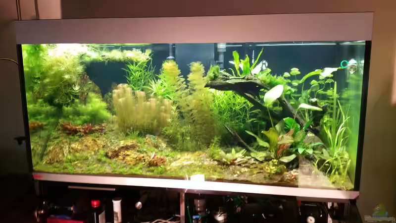 05.01.2016 Algenplage von foxi (5)