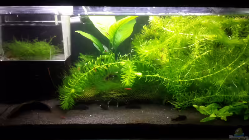 05.01.2017 von JohnnyWishbone (1)