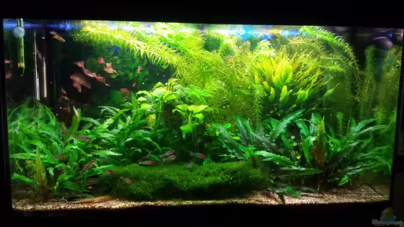 05.01.2017 von JohnnyWishbone (14)