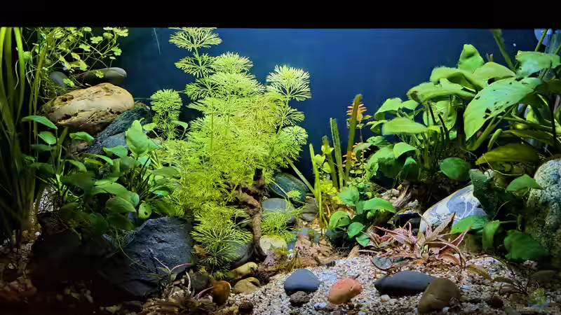 05.01.2023 von okefenokee (14)