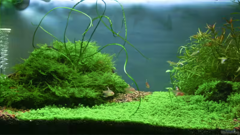 05.02.2008 von senf. (11)