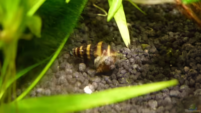 05.02.2010 RTDS beim erlegen von lützkopf (56)