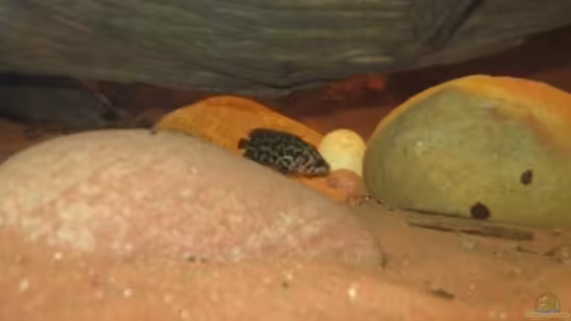 Ctenopoma im Aquarium halten (Einrichtungsbeispiele mit Ctenopoma-Arten)