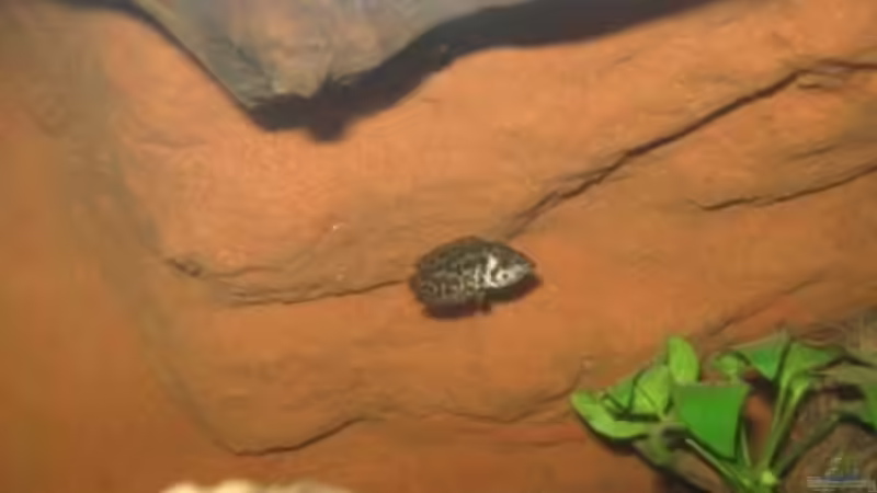 05.02.2011 - Ctenopoma acutirostre im Schatten unter dem ??berhang von db (39)