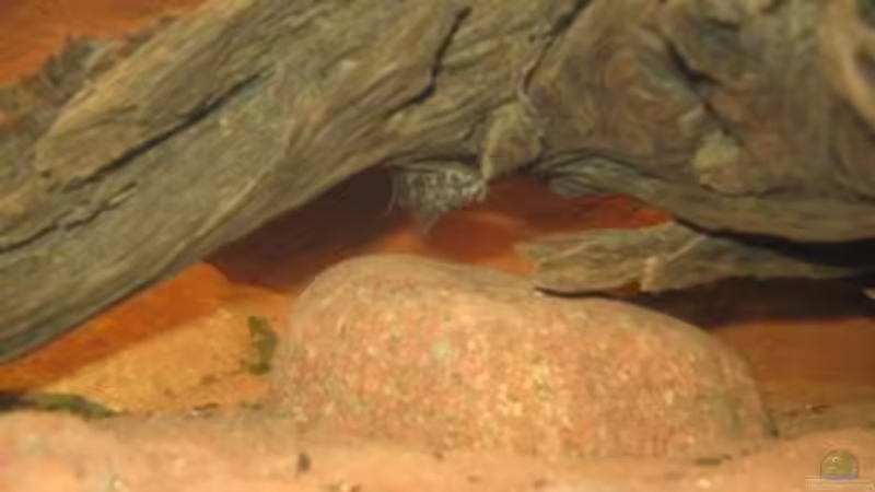 Aquarien mit Synodontis nigriventris