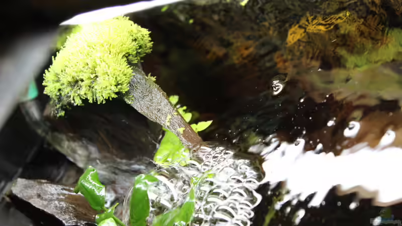 05.02.2015 auf der Wurzel hat sich Moos gebildet von SouthAmerica (18)