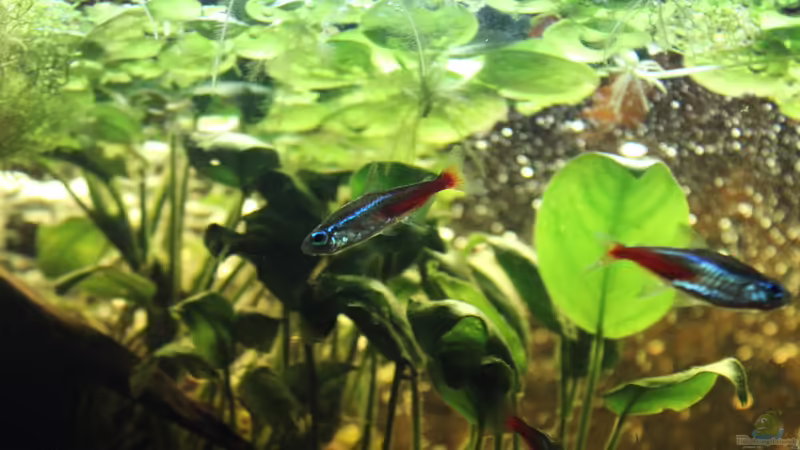 05.02.2015 Neons von SouthAmerica (21)