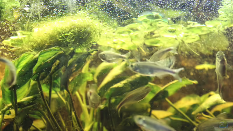 05.02.2015 Perusalmler von SouthAmerica (22)